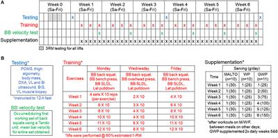 Effects of Graded Whey Supplementation During Extreme-Volume Resistance Training